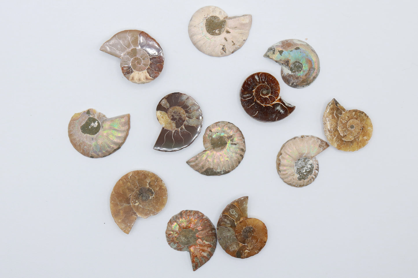 Ammonite Pairs