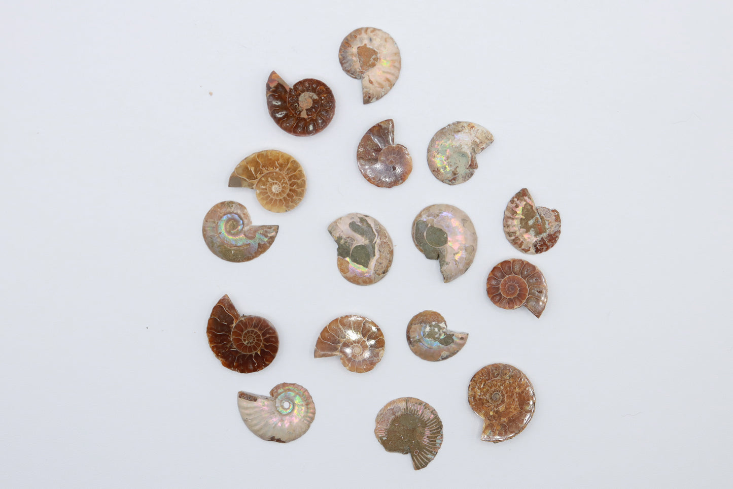 Ammonite Pairs