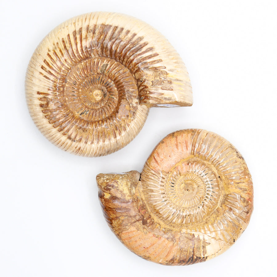 Ammonite Fossils