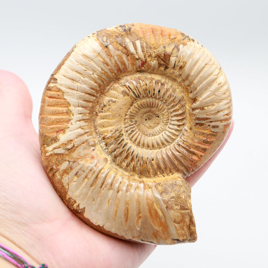 Ammonite Fossils