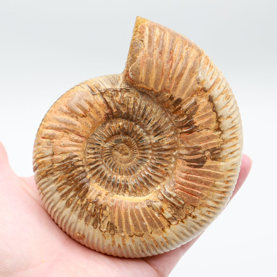 Ammonite Fossils