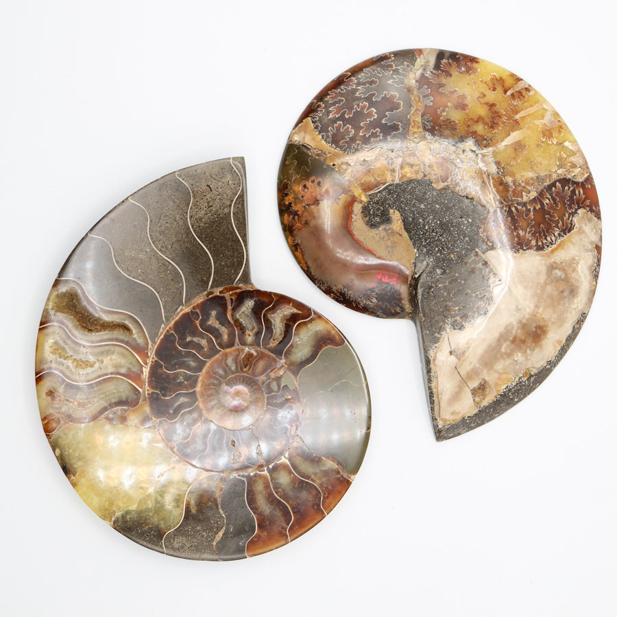 XL Ammonite Halves