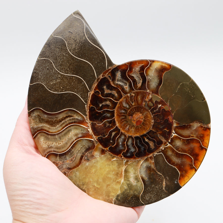 XL Ammonite Halves