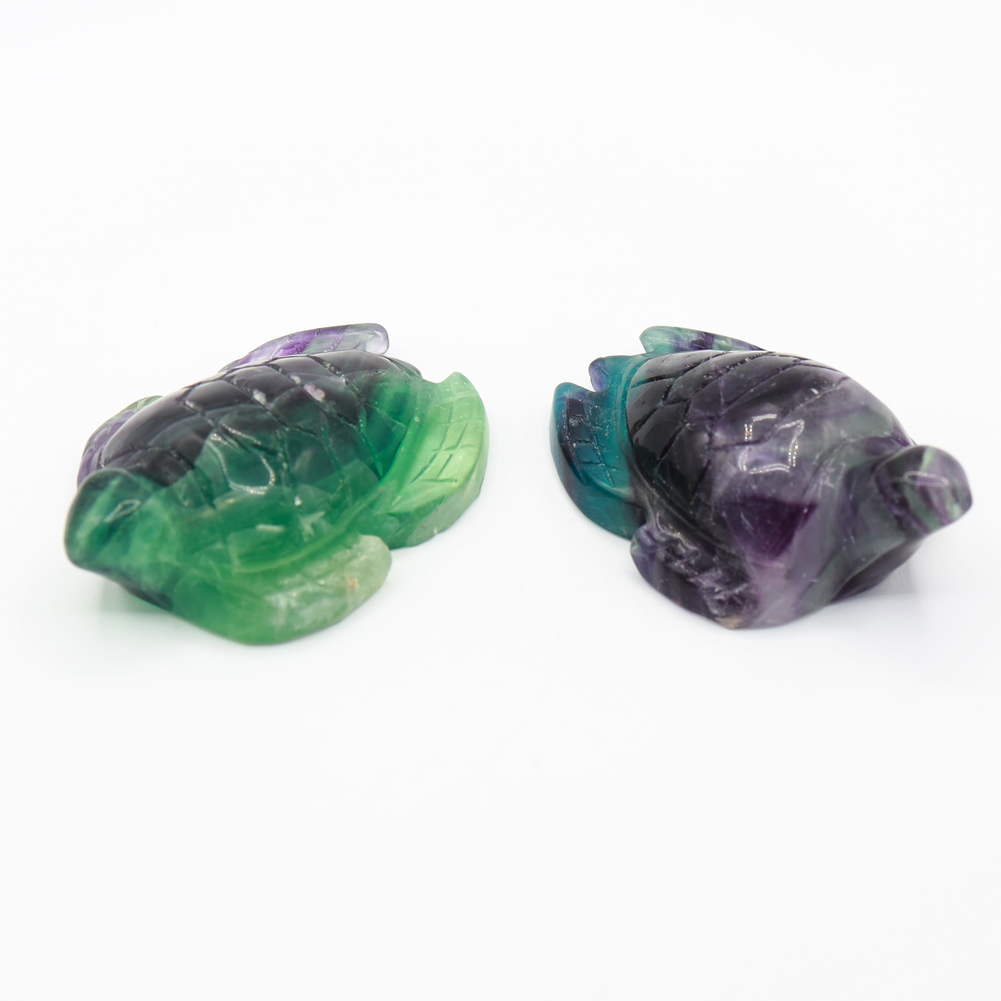 Fluorite Turtle