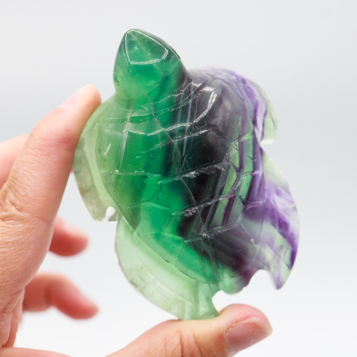 Fluorite Turtle